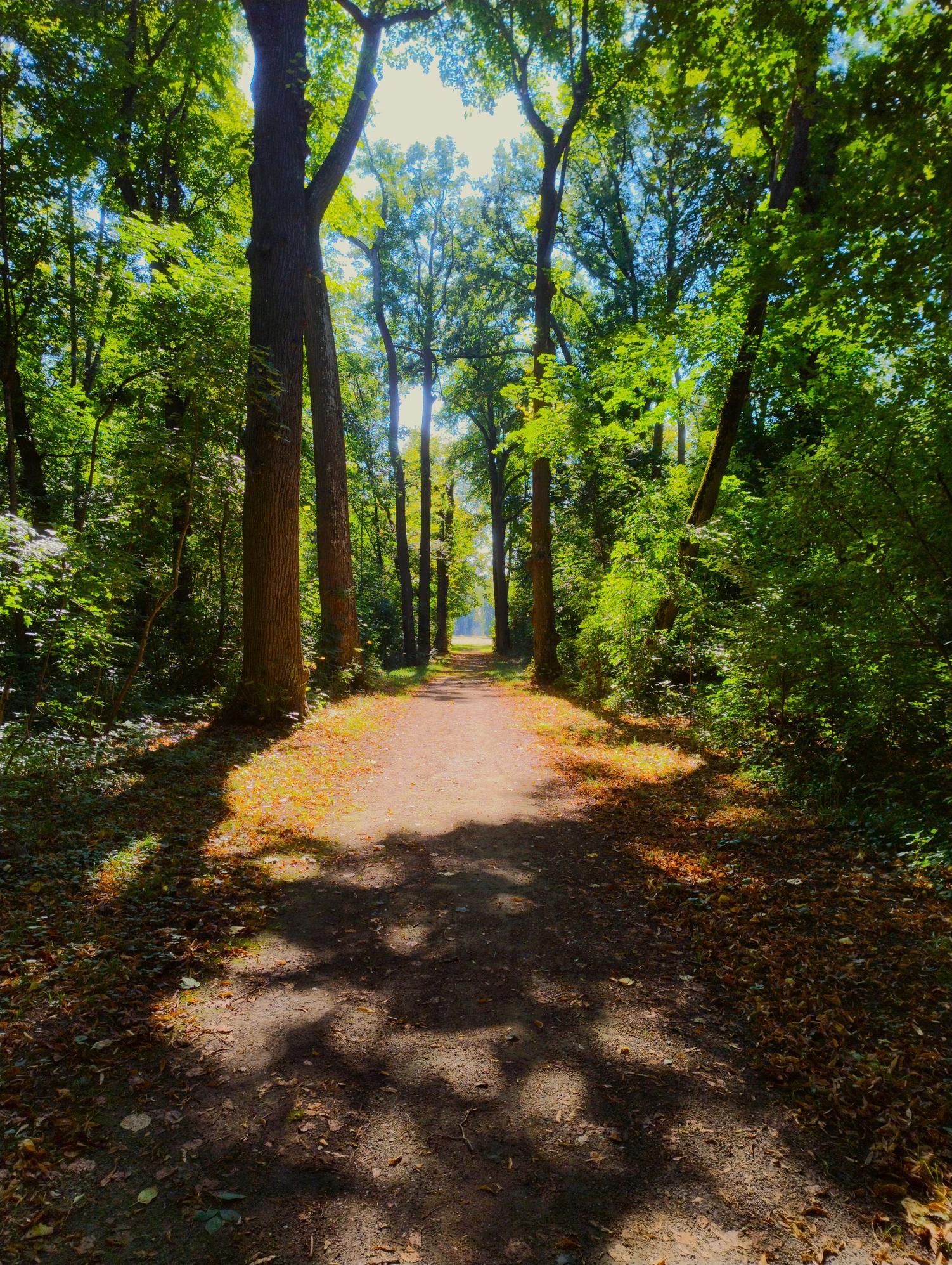 Zámecký park v Pašince